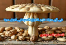 الفول السوداني ويكيبيديا