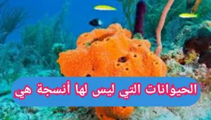 الحيوانات التي ليس لها أنسجة هي