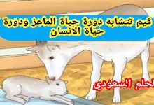 فيم تتشابه دورة حياة الماعز ودورة حياة الانسان