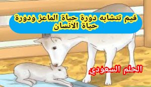فيم تتشابه دورة حياة الماعز ودورة حياة الانسان