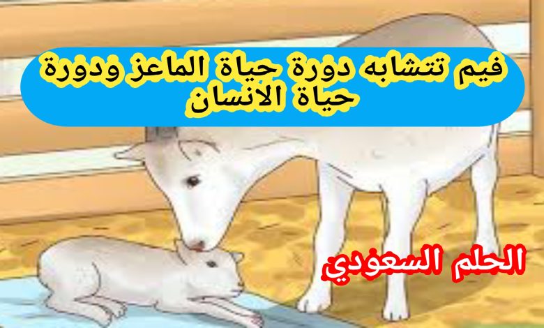 فيم تتشابه دورة حياة الماعز ودورة حياة الانسان