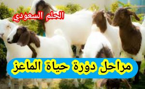 مراحل دورة حياة الماعز