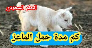 كم مدة حمل الماعز