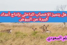 هل يتميز الإخصاب الداخلي بإنتاج أعداد كبيرة من البيوض