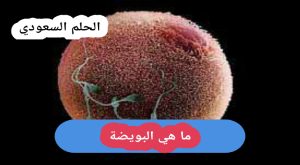 ما هي البويضة