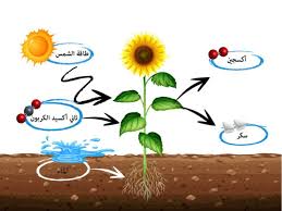 عملية البناء الضوئي