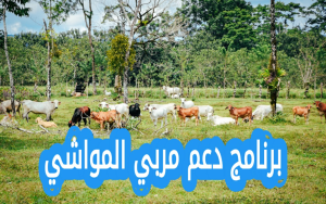 ما هو برنامج دعم مربي المواشي