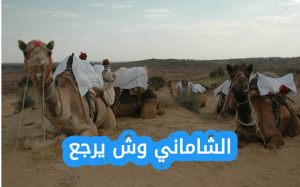 الشاماني وش يرجع