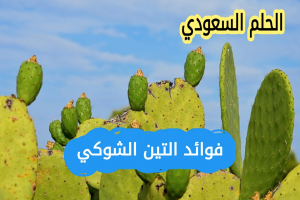 فوائد التين الشوكي للبشرة