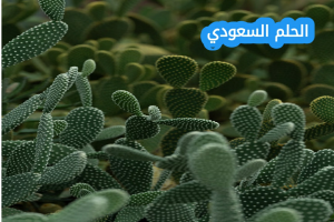أين يزرع التين الشوكي