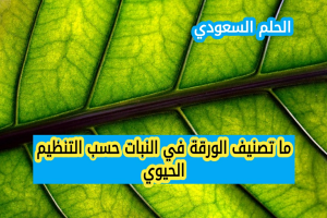 تصنيف الورقة في النبات حسب التنظيم الحيوي
