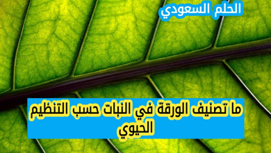 تصنيف الورقة في النبات حسب التنظيم الحيوي