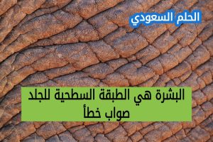 طبقات الجلد الأساسية