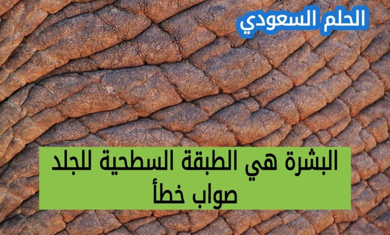 طبقات الجلد الأساسية