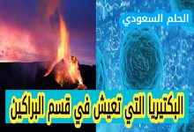 البكتيريا التي تعيش في قسم البراكين