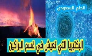البكتيريا التي تعيش في قسم البراكين