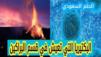 البكتيريا التي تعيش في قسم البراكين