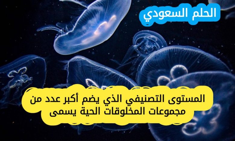 المستوى التصنيفي الذي يضم أكبر عدد من مجموعات المخلوقات الحية يسمى