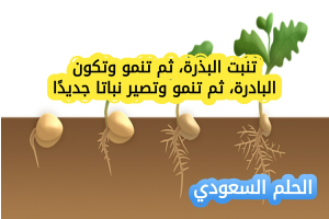 تنبت البذرة، ثم تنمو وتكون البادرة، ثم تنمو وتصير نباتا جديدً