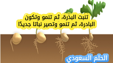 تنبت البذرة، ثم تنمو وتكون البادرة، ثم تنمو وتصير نباتا جديدً