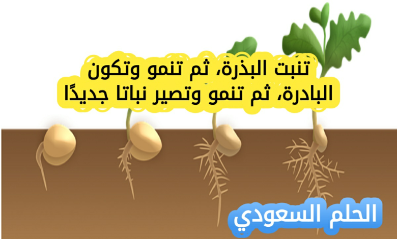 تنبت البذرة، ثم تنمو وتكون البادرة، ثم تنمو وتصير نباتا جديدً