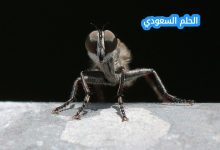 إجابة عندما يريد الذباب ان يبعد ما التصق بجسمه فانه