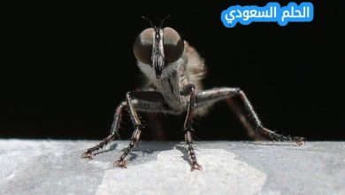 إجابة عندما يريد الذباب ان يبعد ما التصق بجسمه فانه