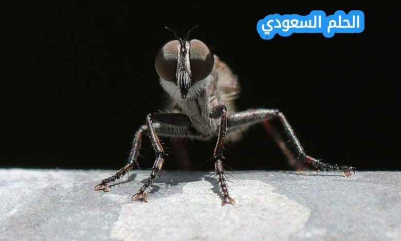 إجابة عندما يريد الذباب ان يبعد ما التصق بجسمه فانه
