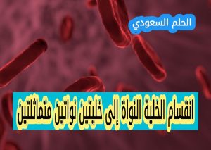 انقسام الخلية النواة إلى خليتين نواتين متماثلتين