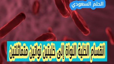 انقسام الخلية النواة إلى خليتين نواتين متماثلتين