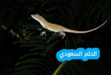 تمر الزواحف بعمليه الانسلاخ لتتمكن من a تغيير لونها b الهرب من المفترسات c النمو d وضع البيوض