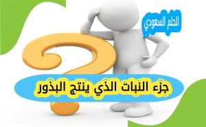 الزهرة جزء النبات المنتج للبذور