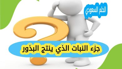 الزهرة جزء النبات المنتج للبذور