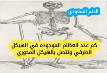 كم عدد العظام الموجوده في الهيكل الطرفي وتتصل بالهيكل المحوري