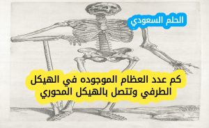 كم عدد العظام الموجوده في الهيكل الطرفي وتتصل بالهيكل المحوري
