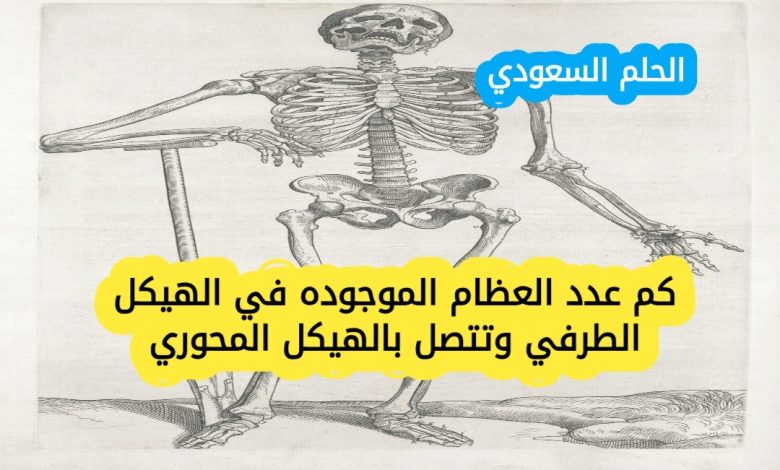 كم عدد العظام الموجوده في الهيكل الطرفي وتتصل بالهيكل المحوري