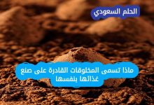 ماذا تسمى المخلوقات القادرة على صنع غذائها بنفسها؟