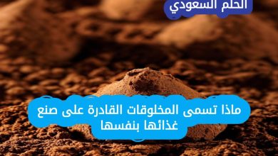 ماذا تسمى المخلوقات القادرة على صنع غذائها بنفسها؟