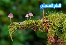 معظم الطلائعيات وحيدة الخلية ومعظم الفطريات تتكاثر؟