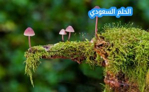 معظم الطلائعيات وحيدة الخلية ومعظم الفطريات تتكاثر؟