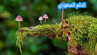 معظم الطلائعيات وحيدة الخلية ومعظم الفطريات تتكاثر؟