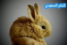 ياكل ارنب ٧ جزرات في اليوم فكم جزرة سيأكل في الايام التالية