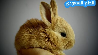 ياكل ارنب ٧ جزرات في اليوم فكم جزرة سيأكل في الايام التالية