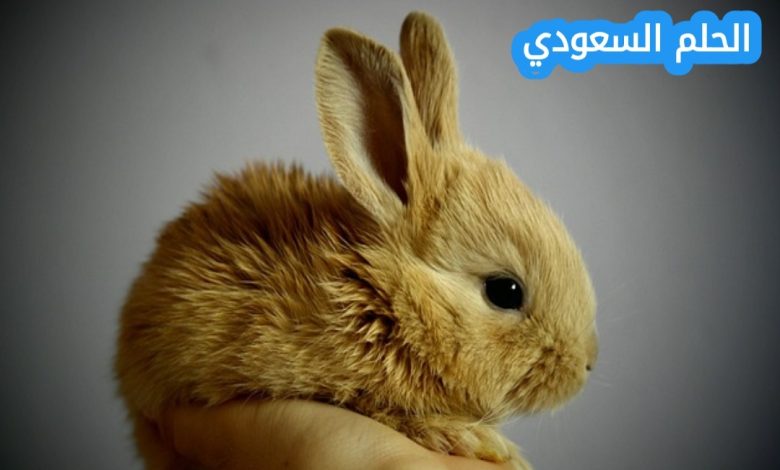 ياكل ارنب ٧ جزرات في اليوم فكم جزرة سيأكل في الايام التالية