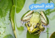 أقارن كيف يختلف جلد كل من البرمائيات والزواحف بعضها