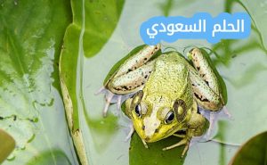 أقارن كيف يختلف جلد كل من البرمائيات والزواحف بعضها 