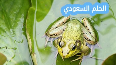 أقارن كيف يختلف جلد كل من البرمائيات والزواحف بعضها
