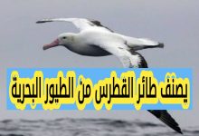 يصنف طائر القطرس من الطيور البحرية إظهار النتيجة