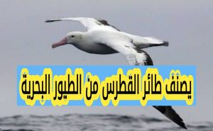 يصنف طائر القطرس من الطيور البحرية إظهار النتيجة