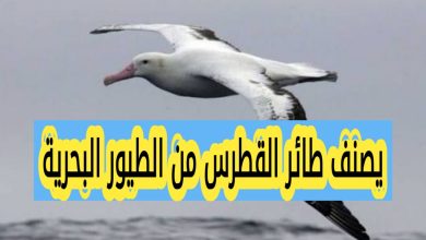 يصنف طائر القطرس من الطيور البحرية إظهار النتيجة